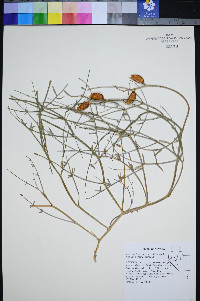 Astragalus serenoi image