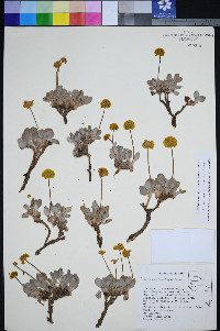 Eriogonum rosense var. beatleyae image