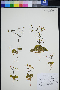 Eriogonum rubricaule image