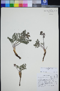 Lomatium ravenii image
