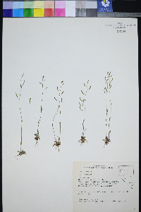 Draba albertina image