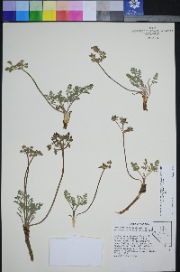 Lomatium foeniculaceum subsp. macdougalii image