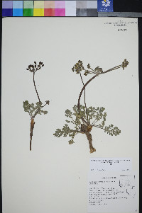 Lomatium ravenii image