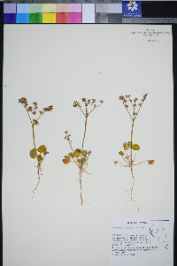 Eriogonum lemmonii image