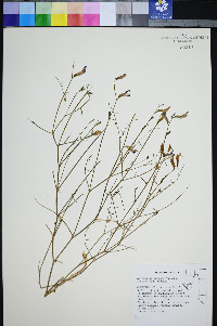 Astragalus serenoi var. serenoi image