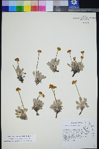 Eriogonum rosense image