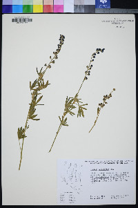 Lupinus meionanthus image