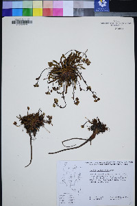 Ivesia lycopodioides image