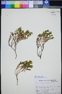 Ericameria watsonii image