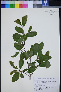 Frangula rubra subsp. rubra image