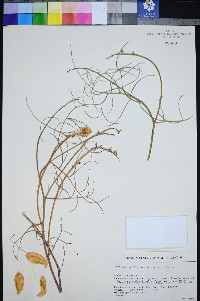 Astragalus pterocarpus image