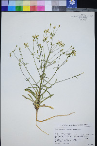 Frasera albomarginata image