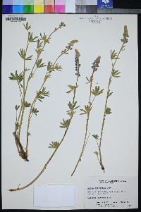 Lupinus meionanthus image