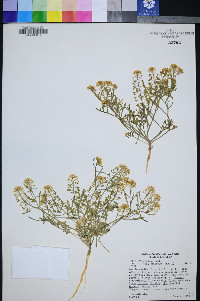 Lepidium montanum var. cinereum image