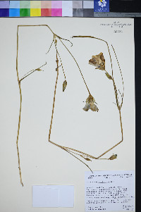 Calochortus leichtlinii image
