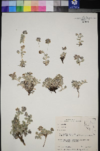 Astragalus austiniae image