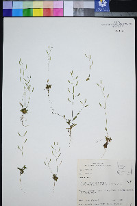 Draba albertina image