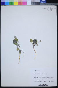 Viola charlestonensis image
