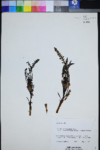 Pedicularis semibarbata var. charlestonensis image