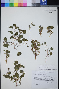 Phacelia mustelina image