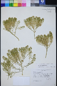 Lepidium montanum image