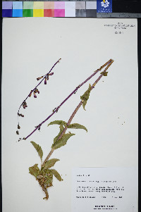 Penstemon bicolor image