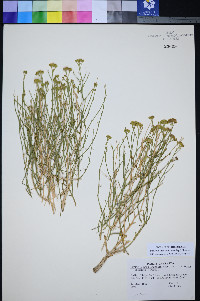 Perityle intricata image