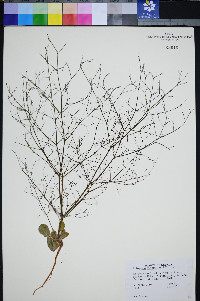 Eriogonum viscidulum image