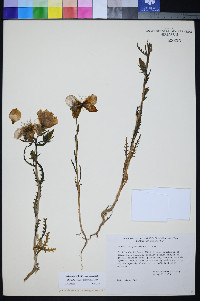 Mentzelia lindleyi image