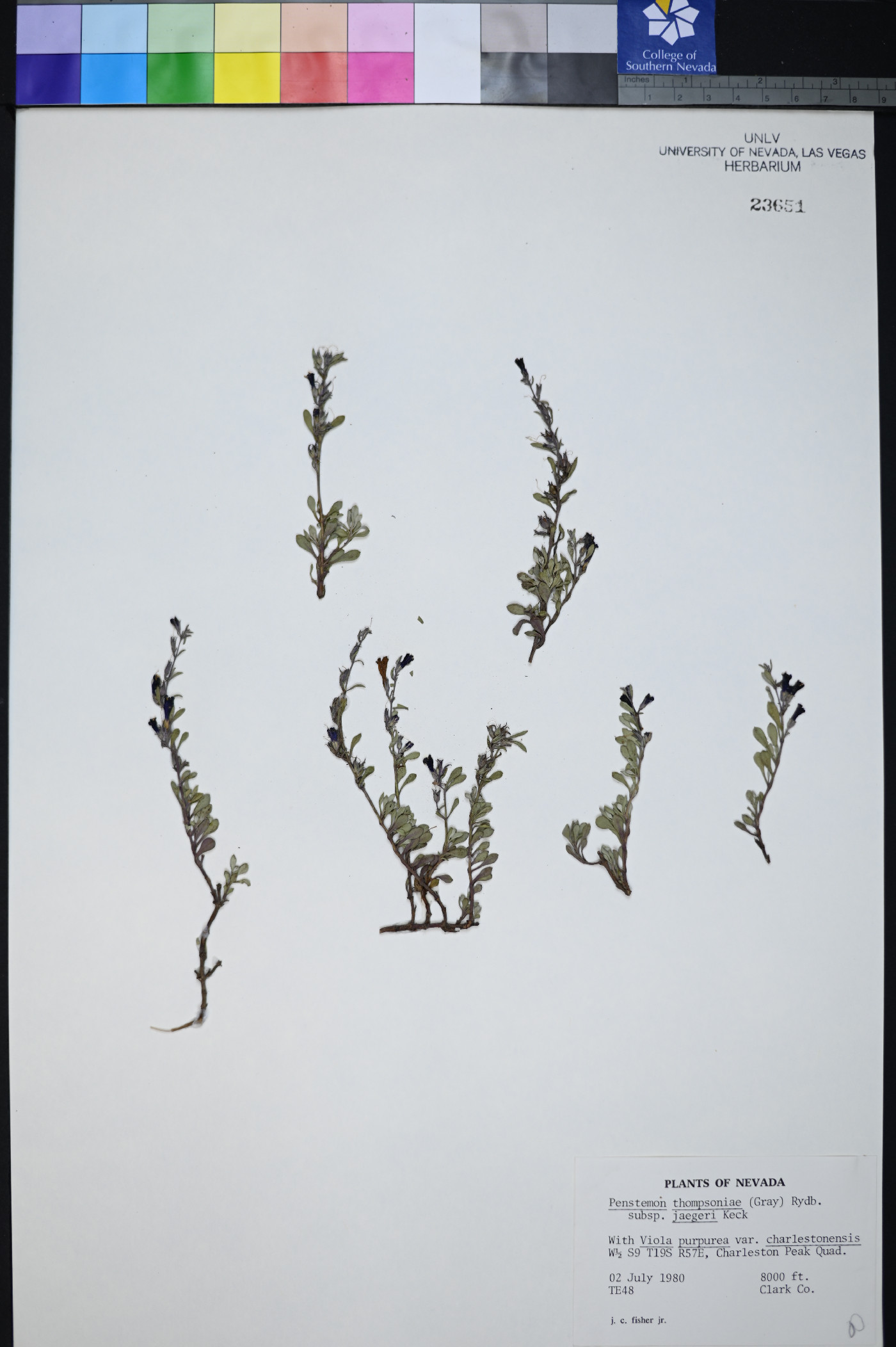Penstemon thompsoniae var. jaegeri image