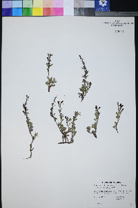 Penstemon thompsoniae var. jaegeri image