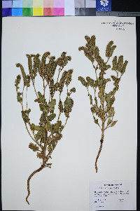 Phacelia anelsonii image