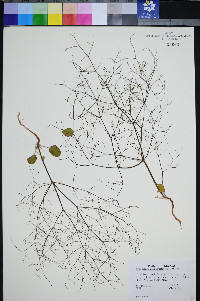 Eriogonum viscidulum image