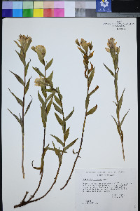 Castilleja sulphurea image