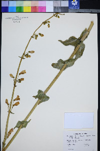 Penstemon bicolor subsp. bicolor image