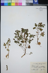 Phacelia mustelina image