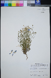 Gilia rigidula image
