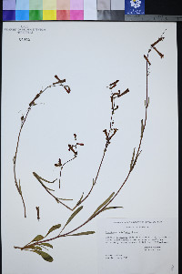 Penstemon subulatus image
