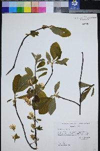 Frangula purshiana image