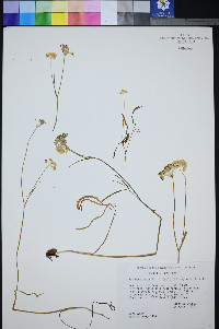 Perideridia parishii image