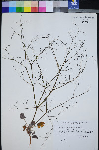 Eriogonum viscidulum image