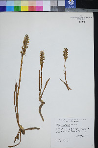 Spiranthes romanzoffiana var. romanzoffiana image