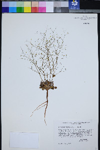Eriogonum viscidulum image