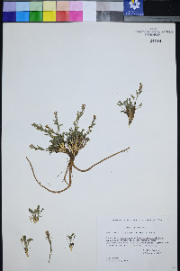 Smelowskia calycina image