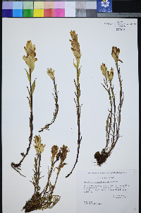 Castilleja septentrionalis image