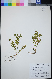 Polemonium pulcherrimum subsp. delicatum image