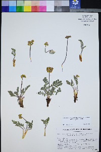 Lomatium foeniculaceum subsp. macdougalii image