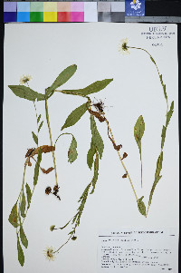 Erigeron coulteri image