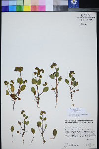 Phacelia filiae image