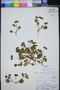 Phacelia filiae image